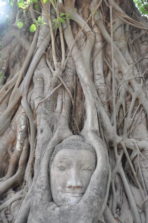 Głowa postaci Buddy uwięziona w korzeniach drzewa (Wat Phra Mahathat)